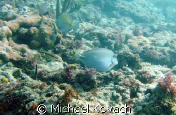 Doctor fish by Michael Kovach 